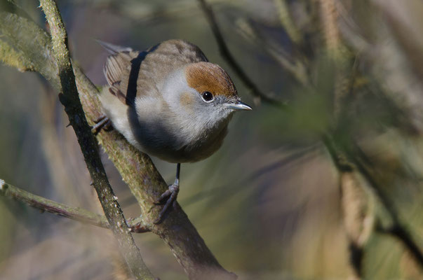 Mönchsgrasmücke (Sylvia atricapilla), Foto: Viola Wege