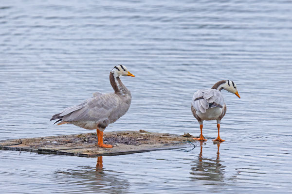 Streifengans (Anser indicus)