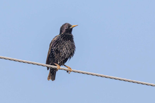 Star (Sturnus vulgaris) im Prachtkleid sitz auf einem Draht.