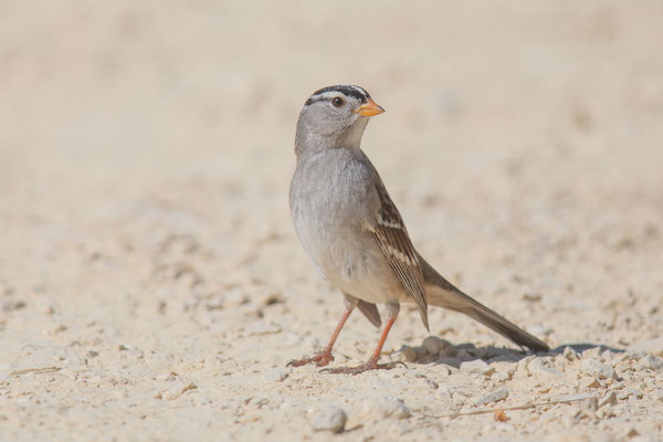 Dachsammer (Zonotrichia leucophrys)