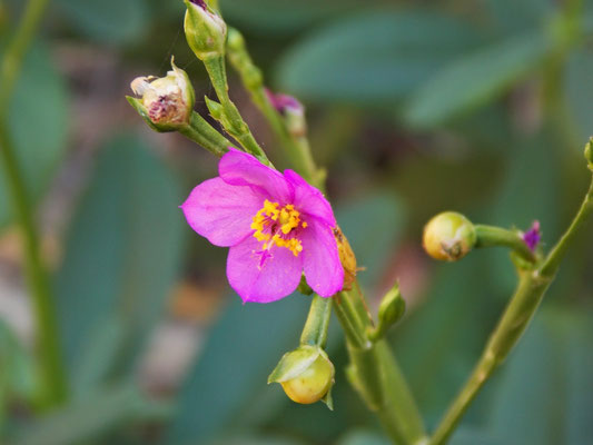 Pequena e delicada flor em Araruama, 2015.