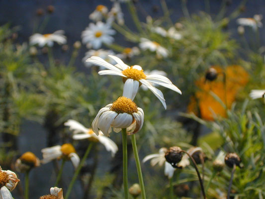 Pequenas margaridas em Petrópolis, 2006.