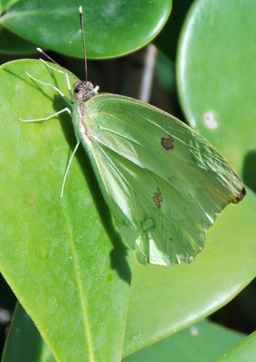 Borboleta em Araruama, 2014.