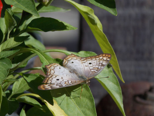 Borboleta em Araruama, 2014.
