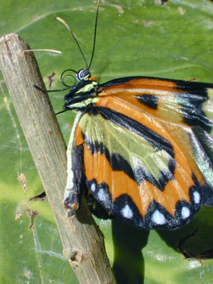 Borboleta em Petópolis, RJ, 2006.