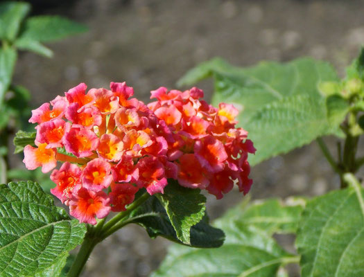 Flor, em Araruama.