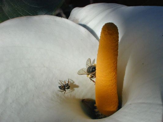 Numa flor de copo de leite uma abelha e um papa-mosca se enfrentam.