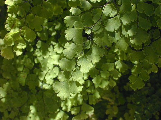 Avencas em Petrópolis, 2006.