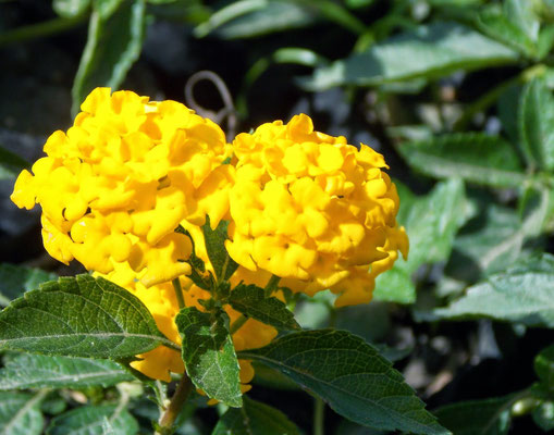 Flor em Araruama.