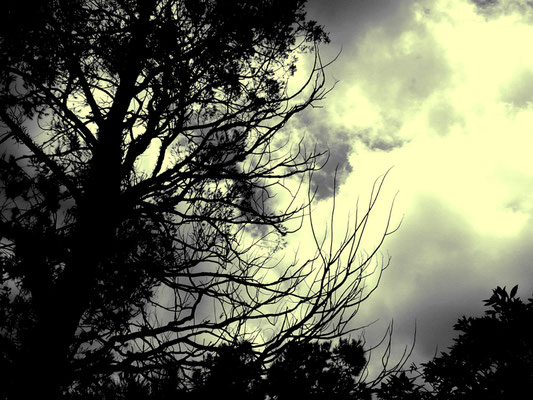 Arvore em tempo nublado, Petrópolis, 2006.