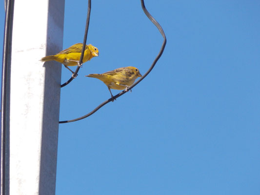 Canários em fios no poste, Araruama, RJ, 2014.