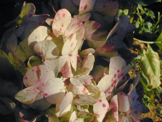 Hortênsias, em Petrópolis, 2006.