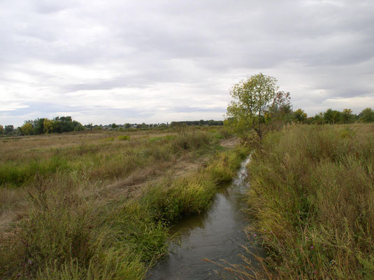 Bird field with creek.