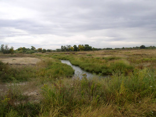 Bird fields split by creek. 