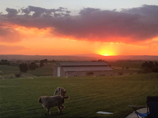 Pups just having fun in the yard at sunset.