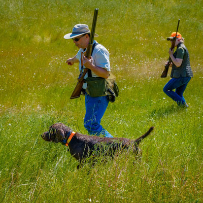 Working with pup and owner