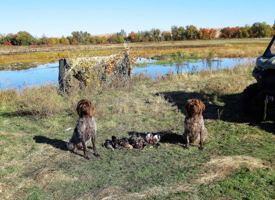 Duck blind area.