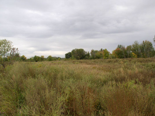 One of our four bird fields.