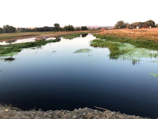 Duck search pond.