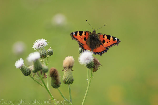 papillons dans la prairie humide Johanne Gicquel o plurielle artiste photographe auteure Bretagne nature