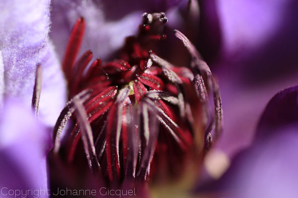 coeur de fleur Johanne Gicquel o plurielle artiste photographe auteure Bretagne nature