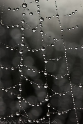 toile arachnéenne noir et gris Johanne Gicquel o plurielle artiste photographe auteure Bretagne nature