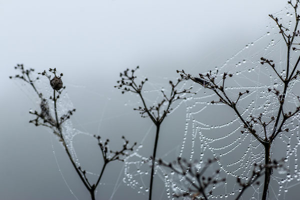 délicatesse - photo nature bretagne esprit bulles de Vie Johanne Gicquel artiste photographe auteure Bretagne 