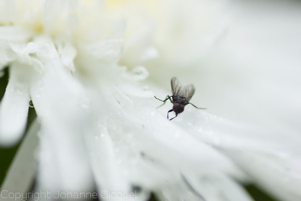 marguerite visitée par une mouche photo tout en contraste Johanne Gicquel o plurielle artiste photographe auteure Bretagne nature