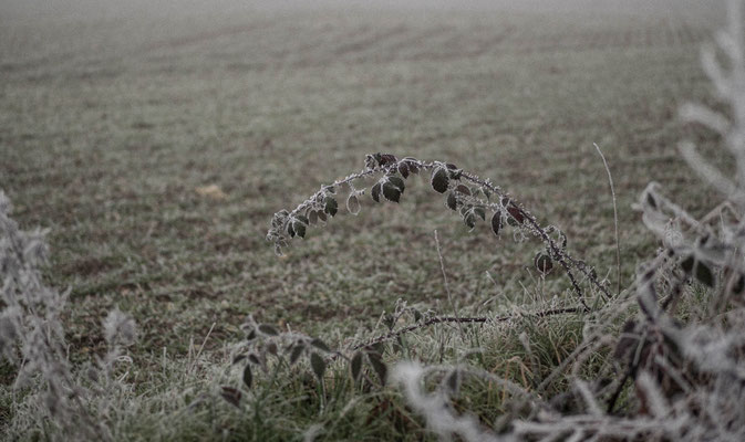 Campagne en hiver