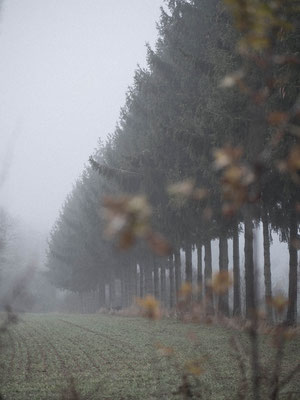 Campagne en hiver