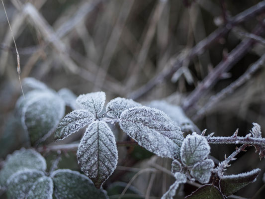 Campagne en hiver