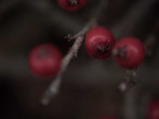 Campagne en hiver