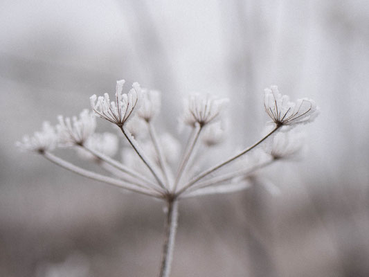 Campagne en hiver