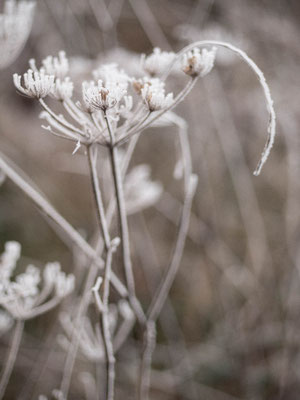 Campagne en hiver