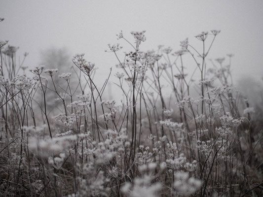 Campagne en hiver