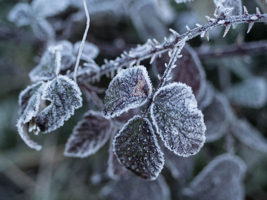 Campagne en hiver