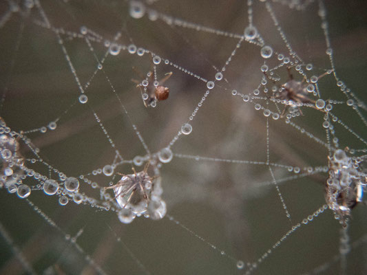 Campagne en hiver