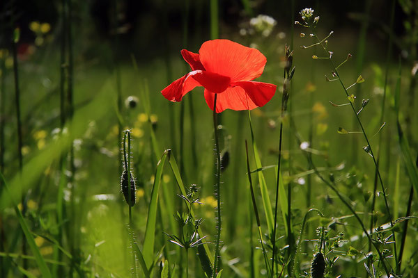 Le Renard perché, La Renaud Rautsch, grand gite, Alsace, Haut Rhin, proche de Colmar, Le Bonhomme, 68650, Col des Bagenelles, charme, nature, deconnexion, relaxation, vue, écologie, méditation, éco-lieu, yoga