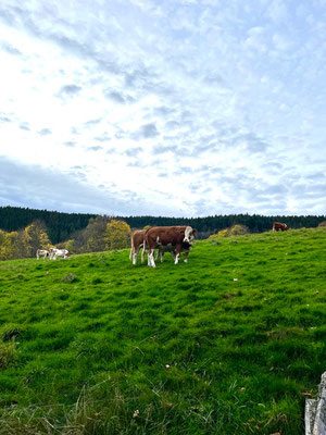 Le Renard perché, La Renaud Rautsch, grand gite, Alsace, Haut Rhin, proche de Colmar, Le Bonhomme, 68650, Col des Bagenelles, charme, nature, deconnexion, relaxation, vue, écologie, méditation, éco-lieu, yoga