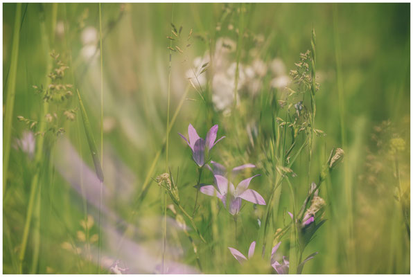 Sommerwiese mit Glockenblume 7495