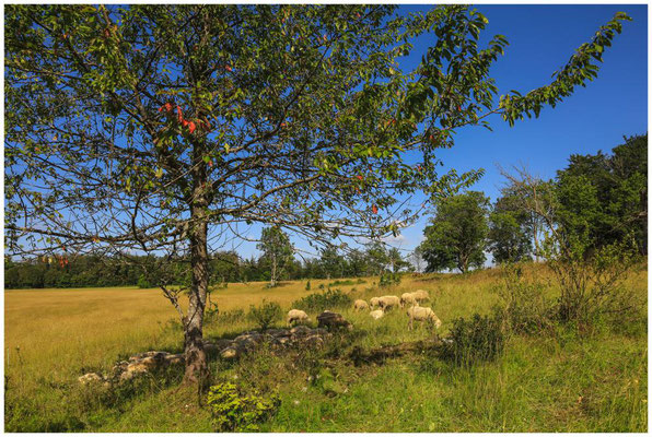 Landschaftspflege mit Schafen im Naturpark Obere Donau 7922