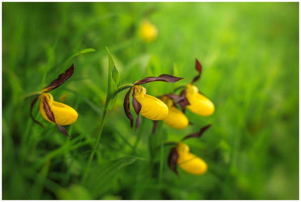 Gelber Frauenschuh (Cypripedium calceolus) 0073
