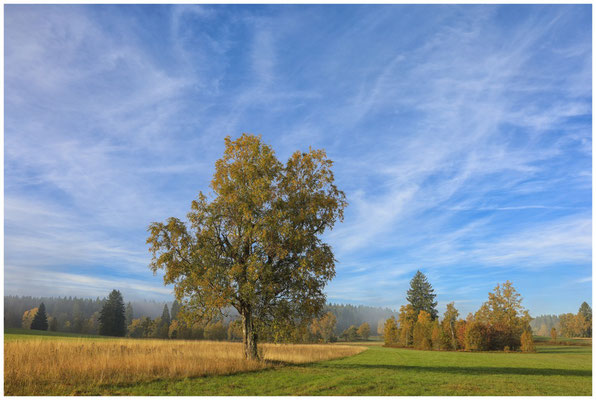 Herbstlandschaft Irndorfer Hardt 7925