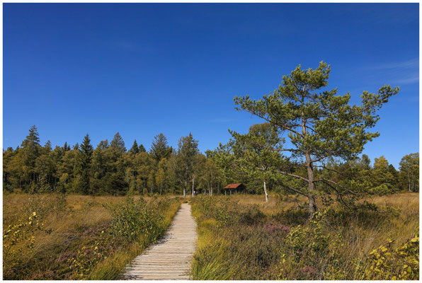 Bohlenweg im Wurzacher Ried mit Torfhütte 3857