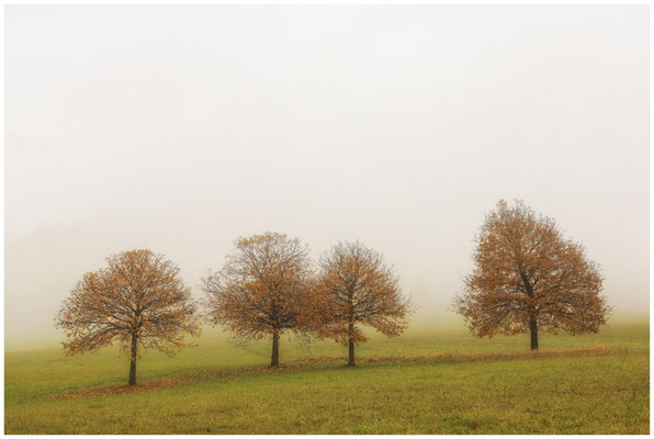 Herbstliche Bäume 8985