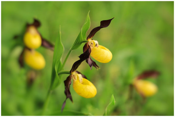 Gelber Frauenschuh (Cypripedium calceolus) 9988