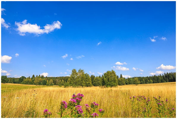 Sommerlandschaft Irndorfer Hardt 0648