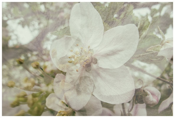 Apfelblüten auf einer Streuobstwiese bei Bermatingen 3501