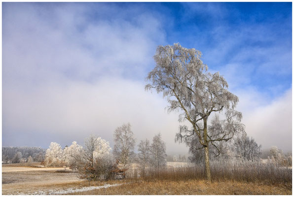 Nebel und Raureif im Irndorfer Hardt 9491