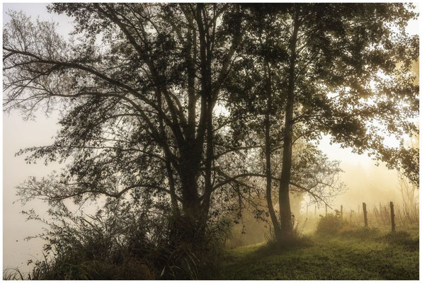 Uferlandschaft Schwackenreuter Seen mit Nebel 8798